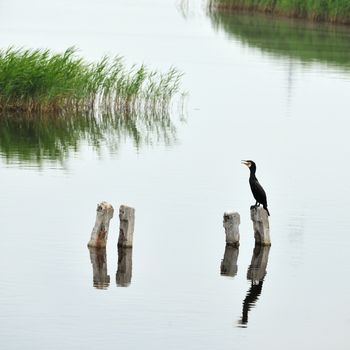 Black cormorant in spring marshland