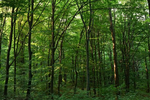 Green European oak forest in late afternoon