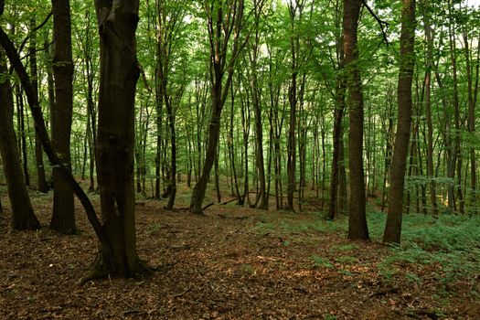 Late afternoon in European oak forest