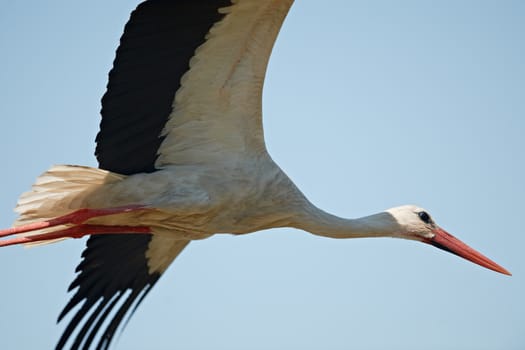 Flying white stork in the sky close-up