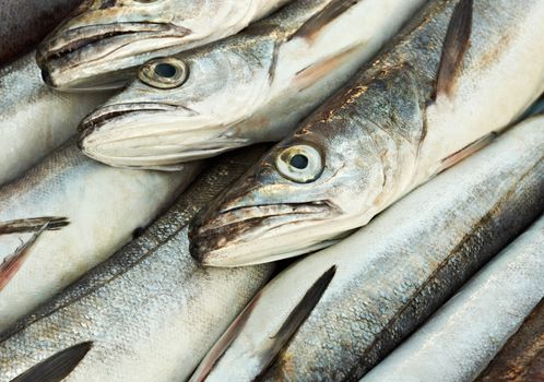 Cod fish heads on fishermen market in French Provence