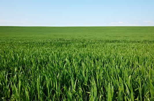 Field of green grass