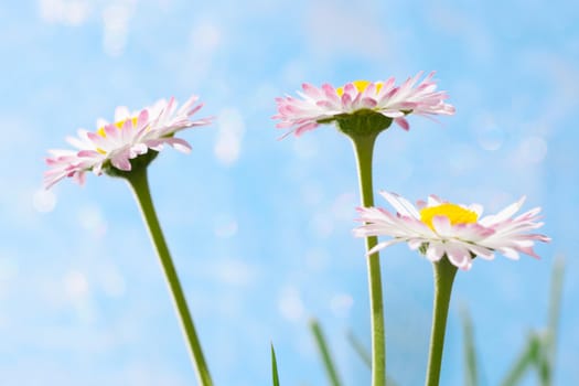 Spring flowers, marguerites over a blue background