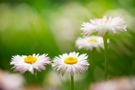 Spring white flowers, marguerites in green meadow close up