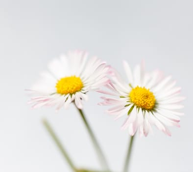 Spring white flowers, marguerites on white backgound