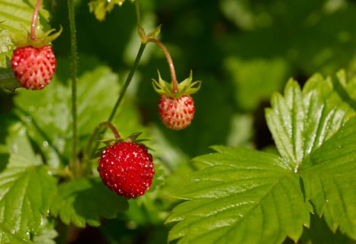 Ripe wild strawberry fruit with green leafs