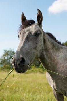 Head of grazing grey horse in agreen spring meadow