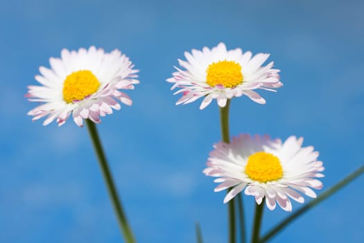 Spring flowers, marguerites on blue sky background