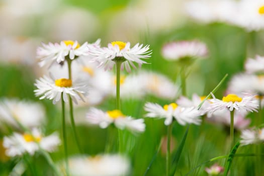 Spring white flowers, marguerites in a green meadow close up with blurred background