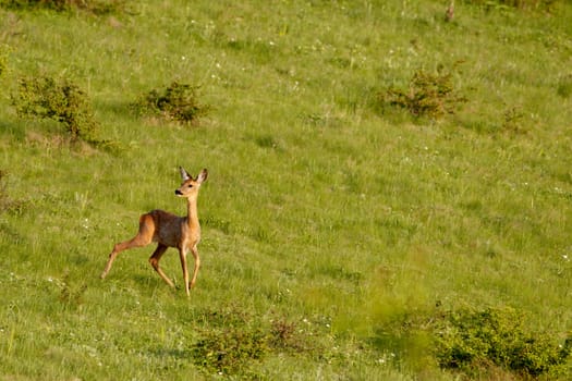 Young female european roe deer