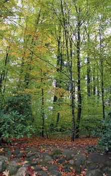 Grey stone and leaves down colorful trees in woods by autumn season