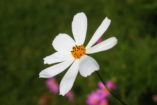 Aster Flower