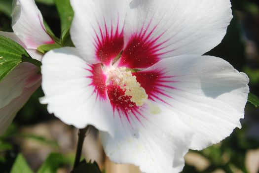 Rose of sharon flower