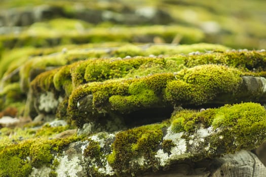 Moss on a stone tile roof