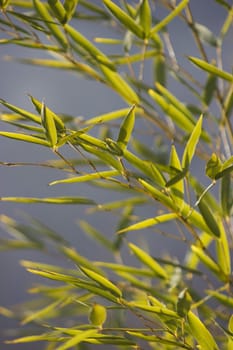 Bamboo Leaves