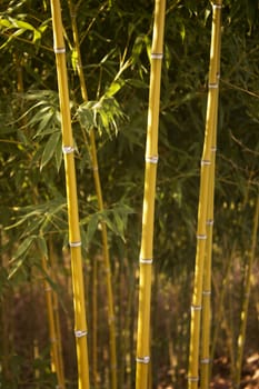 Bamboo