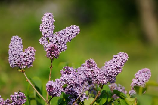 Wild lilac blossoms spring flower