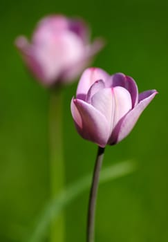 Two wild violet tulips