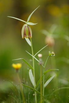 Spring flowers of the field