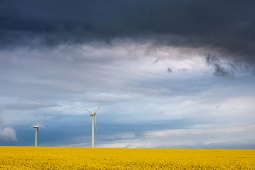 Power generation propellers in a blossom  rape field and dark colorful storm clouds