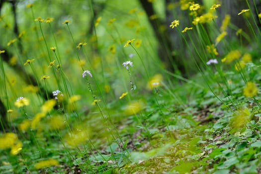 Forest spring flowers of the field