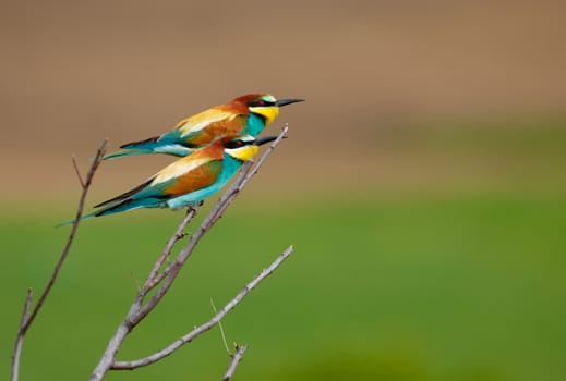 Family of European bee-eaters