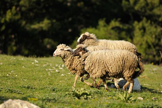 Flock of three sheep running on a green meadow