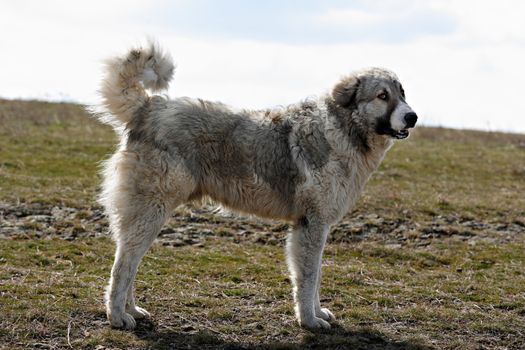 Bulgarian Karakachan shepherd dog