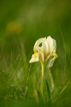 Wild yellow iris flower blossom