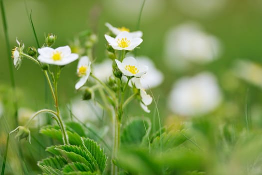 Blossoms of wild forest strawberry