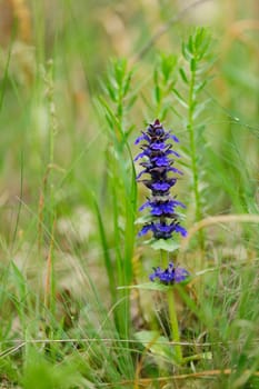 Beautiful blue blossom of wild spring flower