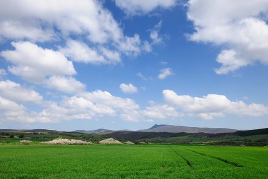 Green spring corn meadow with blue sky