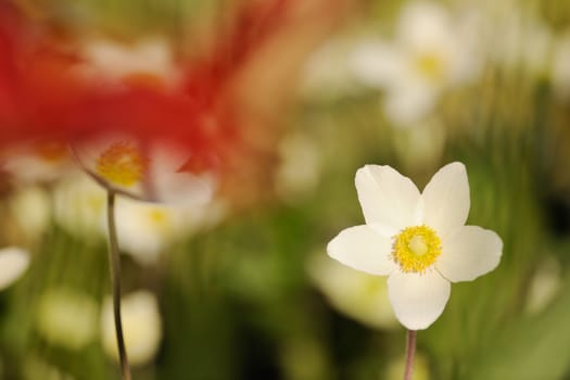 Floral background with white flowers