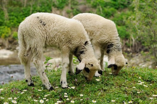 Two lambs grazing on a spring meadow