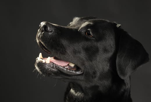 Head portrait of a black labrador retriever dog