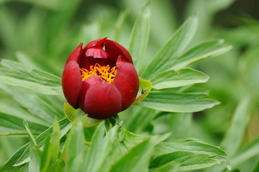 Blossom of wild red peony flower, Paeonia