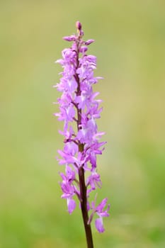 Blossom of a colorful wild spring flower