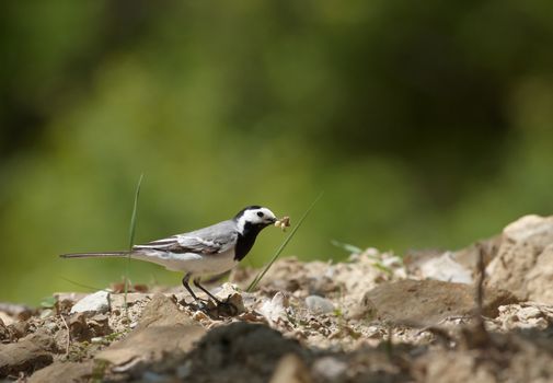 Wagtail bird with a caterpillar in the bill