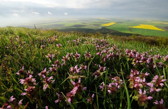 Spring flowers of the field and panorama landscape in the back