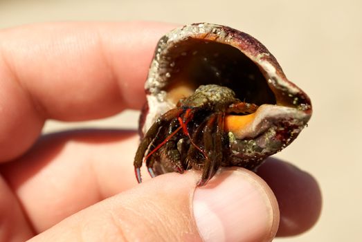 Shell crab with its home in a human hand