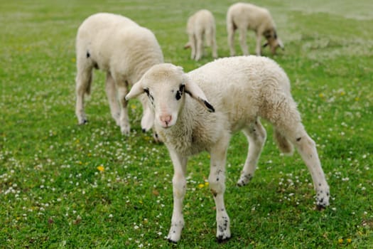 Lambs on green spring meadow