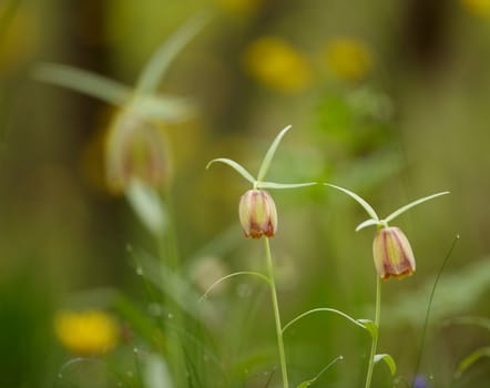 Forest flowers in a rainy spring day