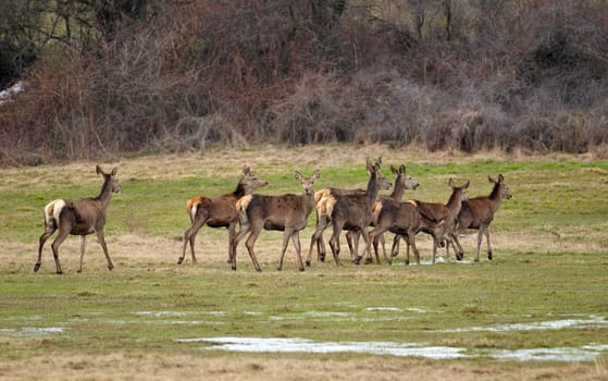 Flock of female European red stag deers on a spring meadow