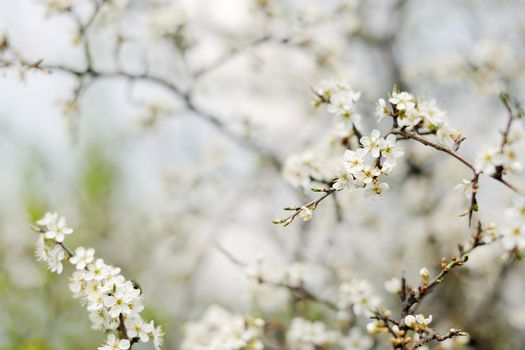 Spring white blossoms of wild plum