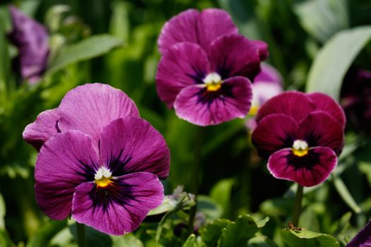 Spring pansy blossoms