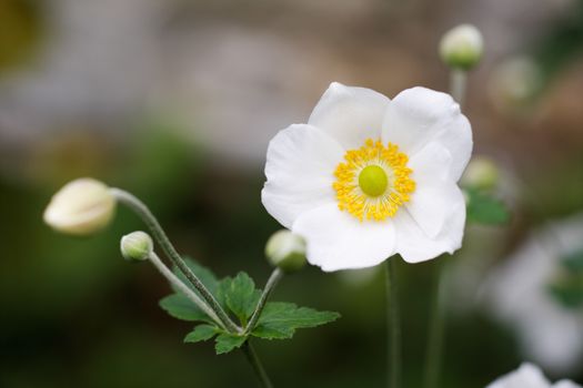 White spring flower blossom