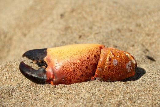 Pincers of a dead crab on the beach sand