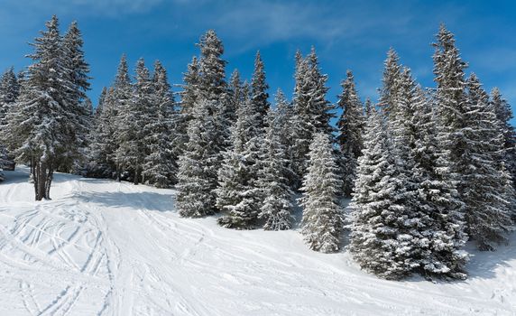 Winter pine forest with snow and blue sky