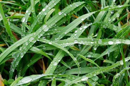 Fresh green spring grass with rain drops