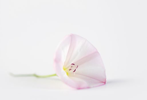 Studio shot of a tender flower on white background